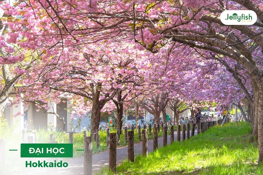 Con đường mùa thu nổi tiếng tại Đại học Hokkaido