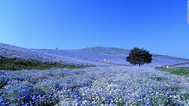 công viên hitachi seaside