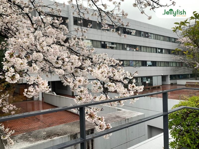 Đại học Chuo Nhật Bản