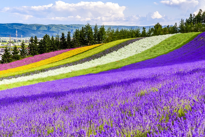 Đi du học ở Hokkaido Nhật Bản