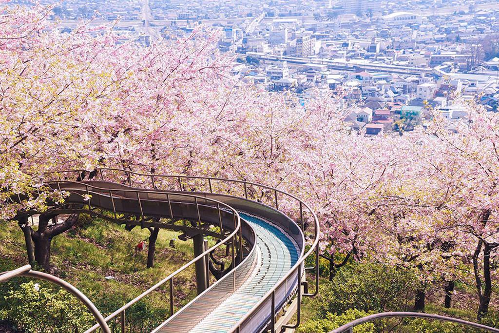 Mùa xuân bên trên Nhật Bản
